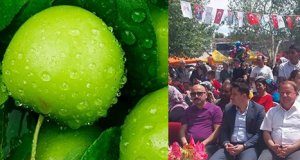 GRAVGA ERİK ŞENLİĞİ RENKLİ GÖRÜNTÜLERE SAHNE OLDU