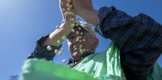 UNUTULMAYA YÜZ TUTAN ATALIK TOHUMU BÜYÜKŞEHİR İLE KORUNUYOR