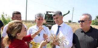 AKDENİZ BELEDİYESİ, EKİMİNİ GERÇEKLEŞTİRDİĞİ YERLİ YAKAMOZ BUĞDAYININ HASADINI GERÇEKLEŞTİRDİ