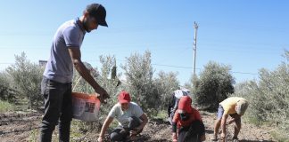 BÜYÜKŞEHİR’DEN ÜRETİCİYE İLK KEZ ENGİNAR YUMRUSU DESTEĞİ…