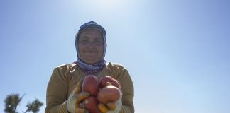 MERSİN BÜYÜKŞEHİR BELEDİYESİ’NDEN YÜZDE 70’İ HİBELİ DOMATES FİDESİ DESTEĞİ