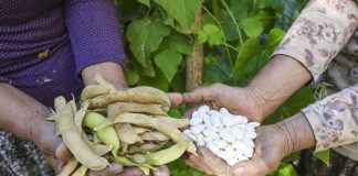 BÜYÜKŞEHİR ATALIK TOHUMLARI GELECEK NESİLLERE AKTARIYOR