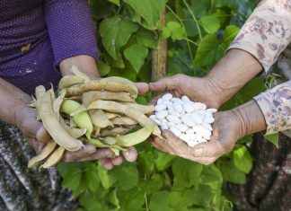 BÜYÜKŞEHİR ATALIK TOHUMLARI GELECEK NESİLLERE AKTARIYOR
