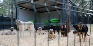 TOROSLAR’IN DOĞAL YAŞAM ALANI HAYVANSEVERLERDEN TAM NOT ALDI