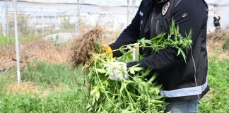 BİNLERCE KÖK KENEVİR ELE GEÇİRİLDİ