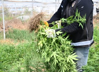 BİNLERCE KÖK KENEVİR ELE GEÇİRİLDİ