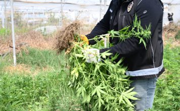 BİNLERCE KÖK KENEVİR ELE GEÇİRİLDİ