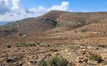 YANIK SAHALARIMIZ AĞAÇLANDIRILIYOR