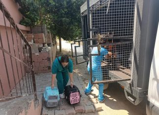 ‘Çöp Ev’ beklerken ‘Kedi Evi’ çıktı
