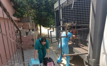 ‘Çöp Ev’ beklerken ‘Kedi Evi’ çıktı